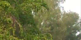 हाथी के अचानक हाईवे पर आने से लोगों में लगी वीडियो बनाने की होड